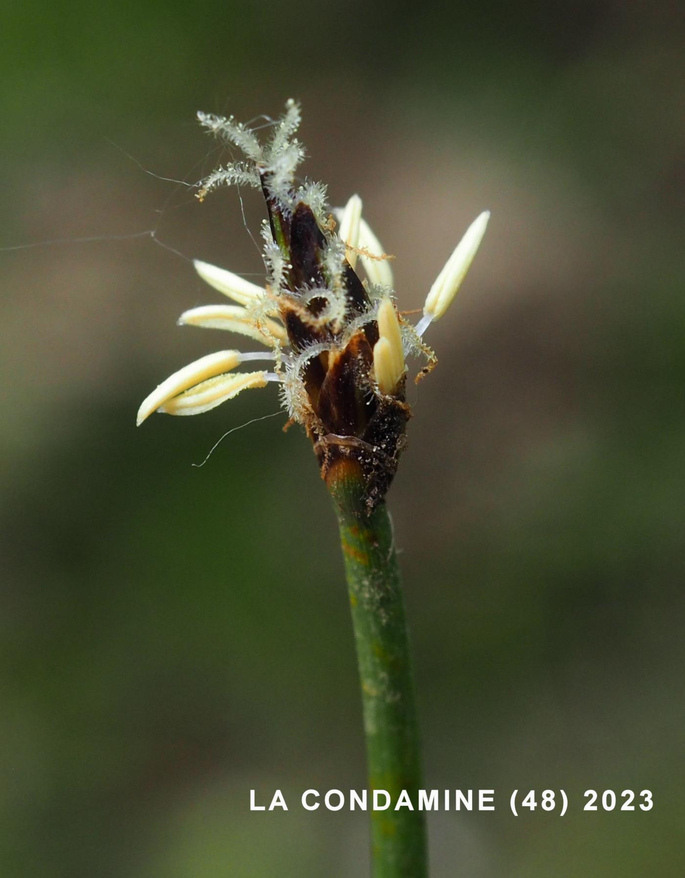 Club-rush, Large-glumed flower